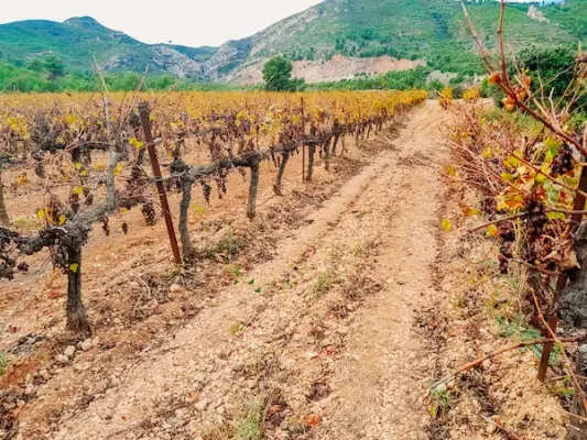 farmers-leave-uncollected-and-spoil-the-grape-harv-2026-01-05-06-26-17-utc