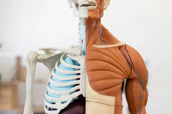 half-skeletal-and-muscular-human-anatomy-model-for-2024-12-13-14-45-34-utc (2)
