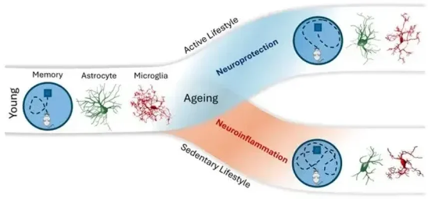 ijms-25-10757-g003-550